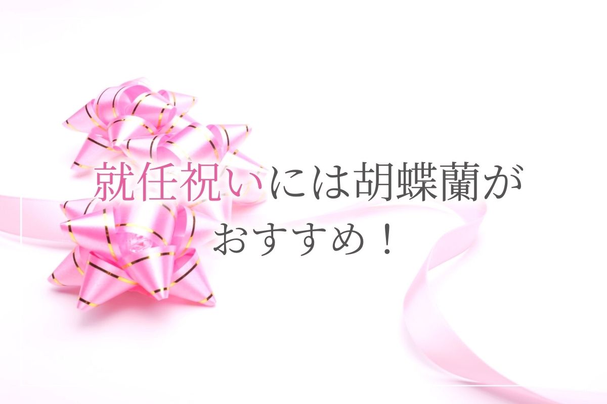 就任祝いに失敗しない胡蝶蘭の贈り方 社長や役員に贈る胡蝶蘭のマナーや贈る意味を解説します 開業 開店 移転祝い にwebカタログギフト オフィスギフト