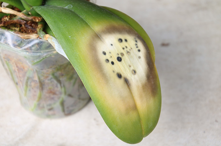 胡蝶蘭の病気の対処はどうすれば良い おすすめの殺菌剤や 害虫の駆除の方法についても紹介 開業 開店 移転祝いにwebカタログギフト オフィスギフト