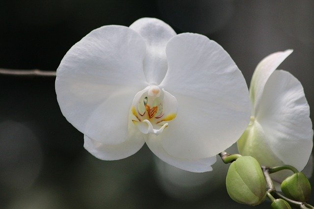 2輪の白い胡蝶蘭