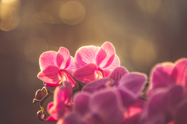 日光を浴びるピンクの胡蝶蘭の花