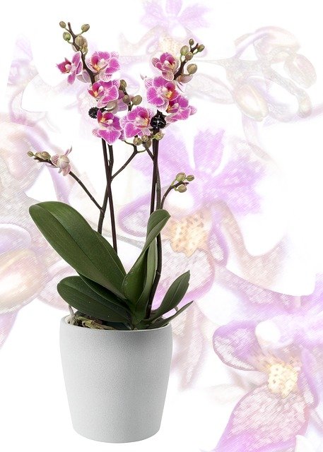 白い鉢に植えられた紫の胡蝶蘭