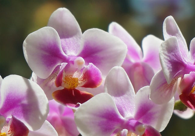 白と紫の胡蝶蘭の花