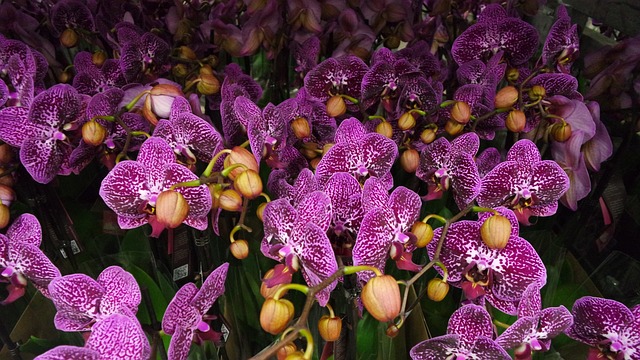 群生する紫胡蝶蘭