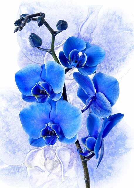 青い胡蝶蘭の花