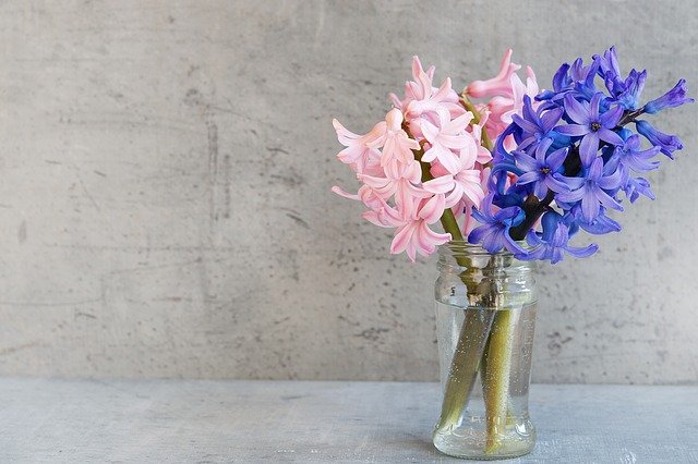 青とピンクのヒヤシンスの切り花