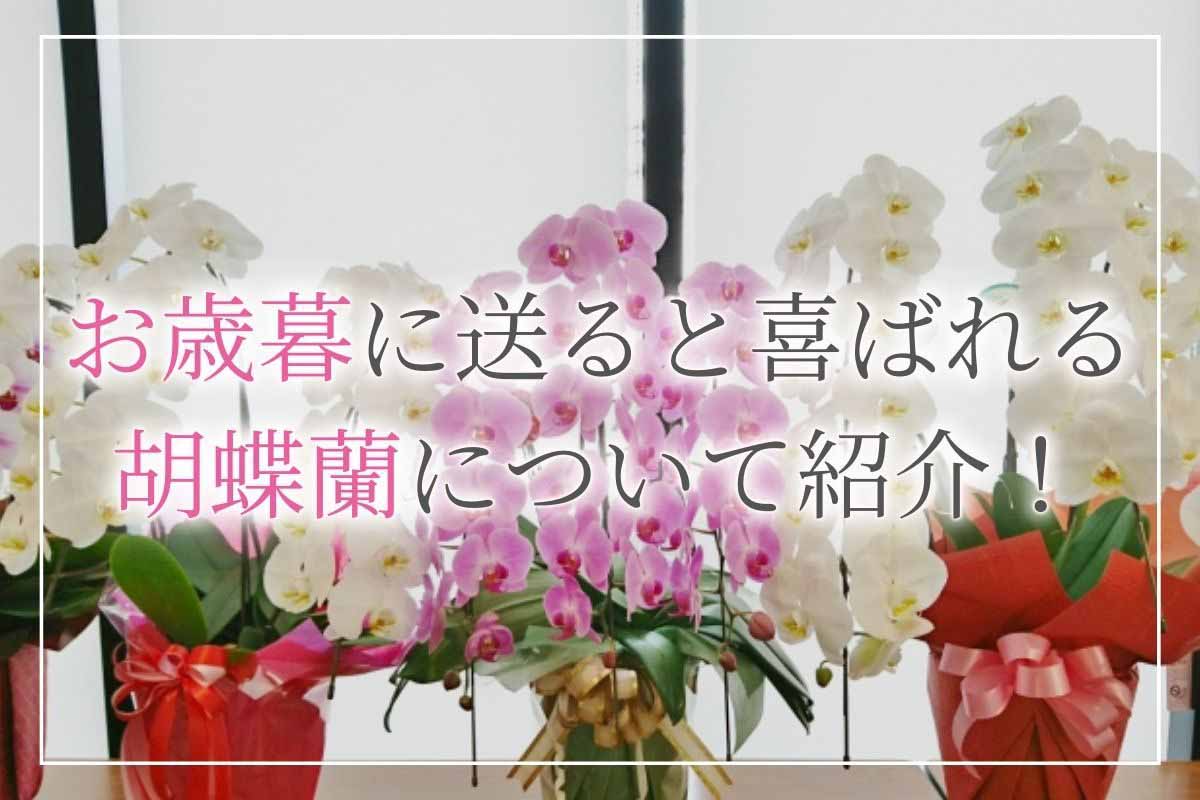 あなたは知ってる？お歳暮に贈るとおしゃれで喜ばれるお花「胡蝶蘭」