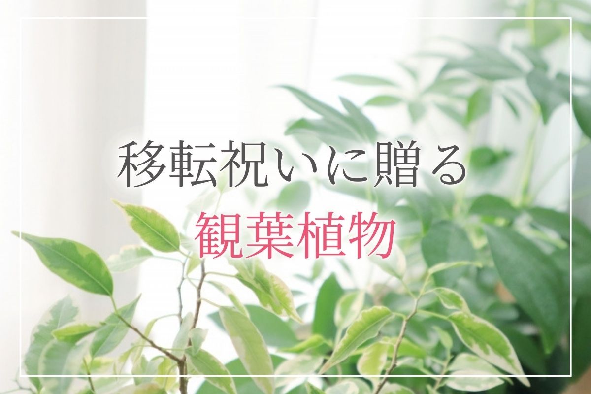 移転祝いにおすすめの観葉植物7選！相手に喜ばれる選び方のポイントや贈る際のマナーも解説