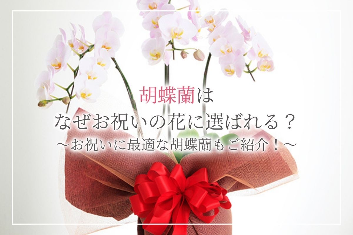 【なぜお祝いに胡蝶蘭を贈るの？】理由やマナー・相場などをまとめて解説！