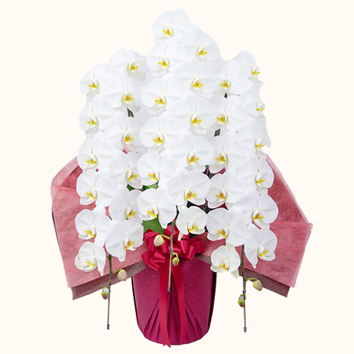 胡蝶蘭（ハイグレードタイプ）3本立 ホワイト