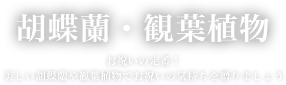 胡蝶蘭・観葉植物を見る