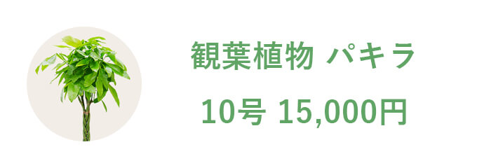 観葉植物 パキラ 10号 15,000円