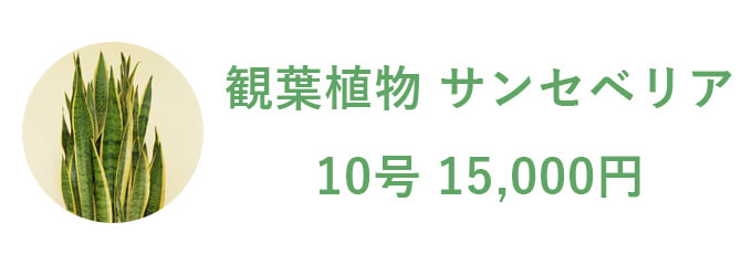 観葉植物 サンセベリア 10号 15,000円