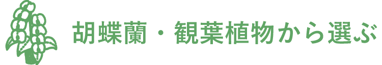 胡蝶蘭・観葉植物から選ぶ