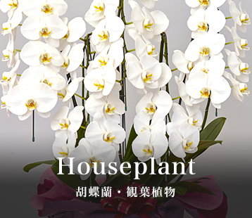 Houseplant