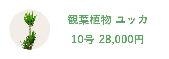 観葉植物 ユッカ 10号 19,800円