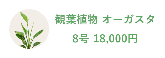 観葉植物 オーガスタ 8号 13,200円