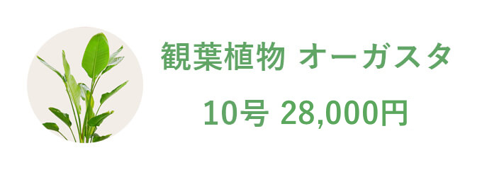 観葉植物 オーガスタ 10号 19,800円