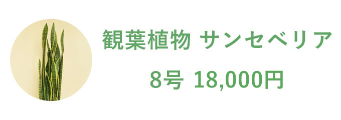 観葉植物 サンセベリア 8号 13,200円