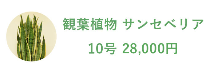 観葉植物 サンセベリア 10号 19,800円