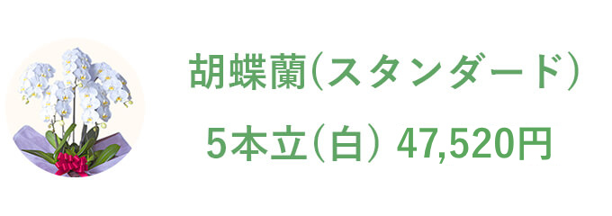 胡蝶蘭（スタンダード） 5本立（白）47,520円